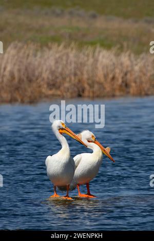 American White Pelican (Pelecanus erythrorhynchos), Rocky Ford Brutplatz Wasser Zugang Ort, Washington Stockfoto