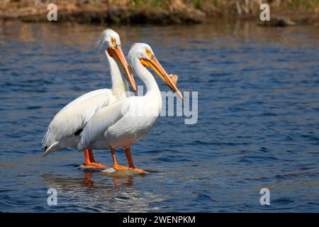 American White Pelican (Pelecanus erythrorhynchos), Rocky Ford Brutplatz Wasser Zugang Ort, Washington Stockfoto