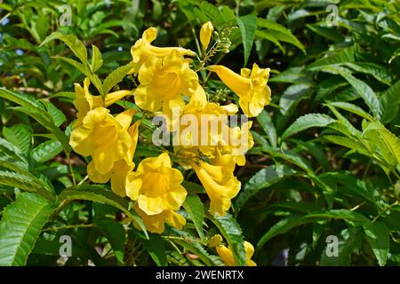 Gelbe Trompetenblüten (Tecoma stans), Ribeirao Preto, Sao Paulo, Brasilien Stockfoto