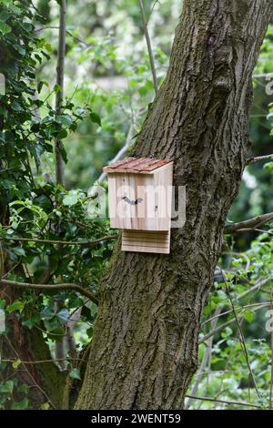 Neue Fledermausbox zur Bereitstellung von Nistplätzen und Wurzelplätzen, die auf einem Baum im Wald in Großbritannien montiert sind. Stockfoto