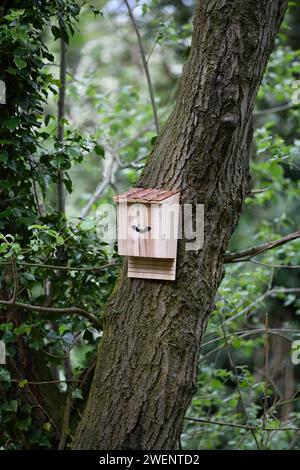 Neue Fledermausbox zur Bereitstellung von Nistplätzen und Wurzelplätzen, die auf einem Baum im Wald in Großbritannien montiert sind. Stockfoto
