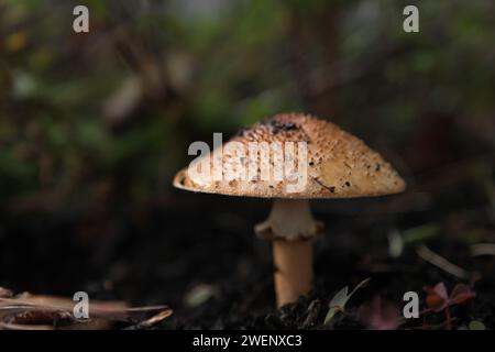 Ein einzelner Wildpilz, der auf einem Gemüsegelände wächst, Herbst 2023 Stockfoto