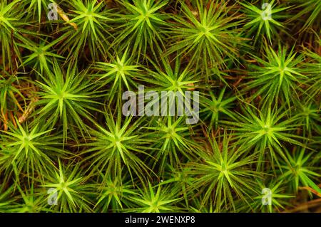 Wacholder Haircap Moss (Polytrichum juniperinum), wächst im späten Frühjahr in den Adirondack Mountains im Bundesstaat New York Stockfoto