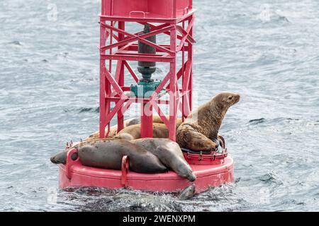 Steller Seelöwen ruhen sich aus und rufen auf einer Schiffsanlegestelle in Sitka, Alaska, USA Stockfoto