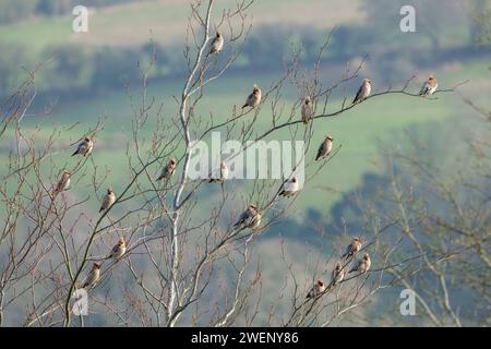 Eine kleine Schar von Wachsflügeln, Bombycilla garrulus, Barsch auf einem Baum während eines Winterbesuchs in Großbritannien Stockfoto