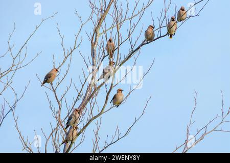 Eine kleine Schar von Wachsflügeln, Bombycilla garrulus, Barsch auf einem Baum während eines Winterbesuchs in Großbritannien Stockfoto