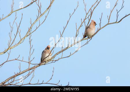 Zwei Wachsflügel, Bombycilla garrulus, Barsch in einem Baum während eines Winterbesuchs in Großbritannien Stockfoto