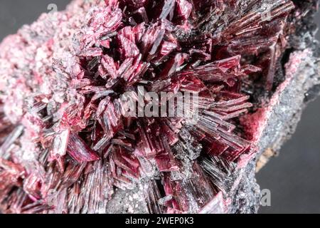 Nahaufnahme von roten Erythritkristallen aus Marokko, auf dem Muttergestein. Grauer Hintergrund. Stockfoto