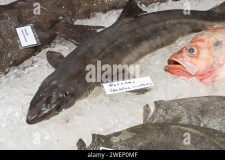 Berlin, Deutschland 19.- 28. Januar 2024: Internationale Grüne Woche Berlin - 2024 im Bild: Dornhai auf Eis *** Berlin, Deutschland 19 28. Januar 2024 Internationale Grüne Woche Berlin 2024 im Bild Dogfish on Ice Copyright: XFotostandx/xReuhlx Stockfoto