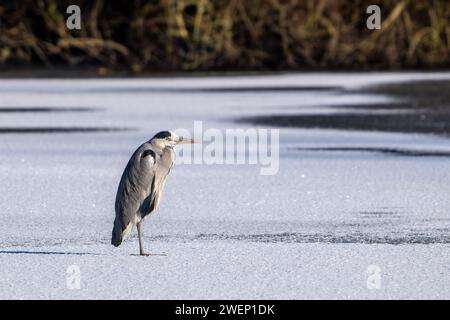 Graureiher (Ardea cinerea), der im Winter auf Eis eines gefrorenen Sees steht Stockfoto