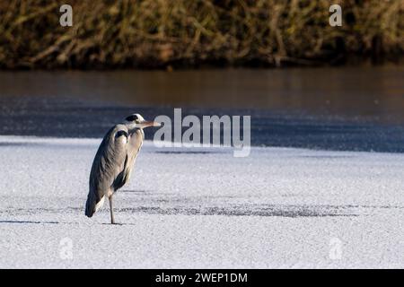 Graureiher (Ardea cinerea), der im Winter auf Eis eines gefrorenen Sees steht Stockfoto