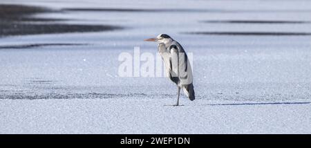 Graureiher (Ardea cinerea), der im Winter auf Eis eines gefrorenen Sees steht Stockfoto