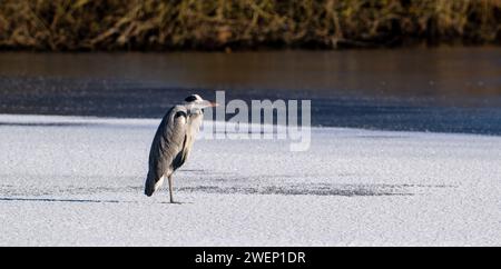 Graureiher (Ardea cinerea), der im Winter auf Eis eines gefrorenen Sees steht Stockfoto