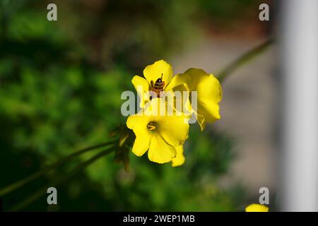 Gelbe oxalis pes-caprae oder Butterblumen oder Ziegenfuß und eine Biene in Attika, Griechenland Stockfoto