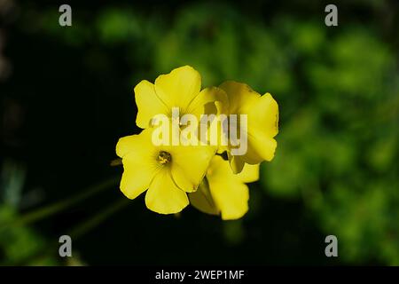 Gelbe oxalis pes caprae oder Butterblumen oder Ziegenfuß in Attika, Griechenland Stockfoto