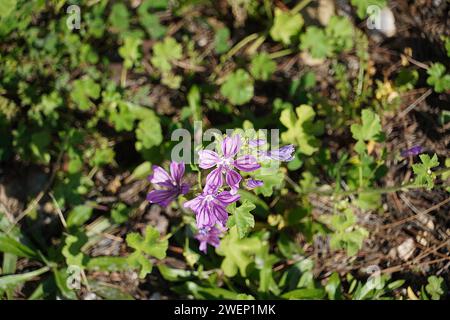 Malve oder Malva sylvestris Blüten Stockfoto