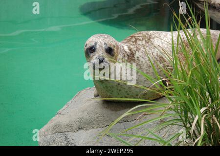 Eine Seehunde liegt auf einem Felsen am Rand eines Beckens in einem Aquarium in Norwalk, Connecticut Stockfoto