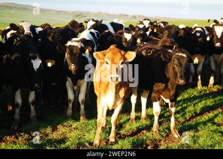 Eine einsame braune Kuh hebt sich unter den schwarz-weißen Holsten-Kühen hervor, die etwas anders und einzigartig auf einer Ranch sind Stockfoto