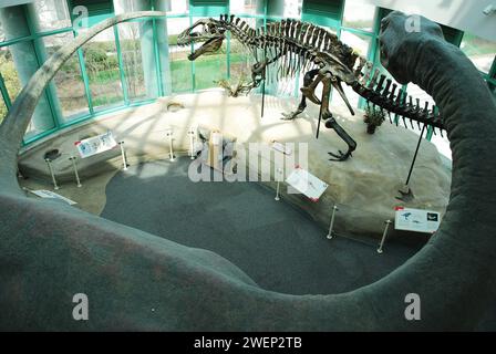Im North Carolina Museum of Natural Sciences in Raleigh erfahren Dinosaurierfossilien und Ausstellungen über prähistorische Zeiten Stockfoto