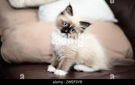 Das kleine Ragdoll-Kätzchen spielt Stockfoto