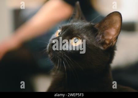 Eine neugierige Katze blickt mit weiten Augen nach oben Stockfoto