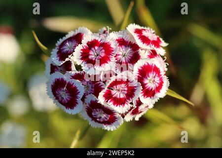 Einzelne rote und weiße dianthus oder süße william Blume Stockfoto