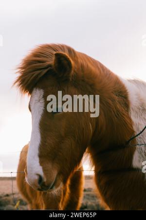 Braunes und weißes Pferd, das auf üppig grünem Feld steht Stockfoto