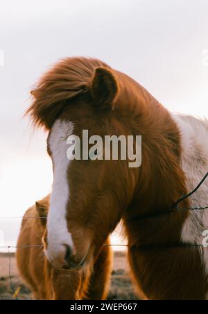 Zwei Pferde stehen zusammen hinter einem Stacheldrahtzaun Stockfoto