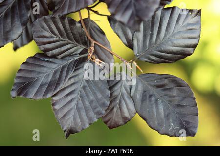 Nahaufnahme von Kupferbuchenblättern Stockfoto