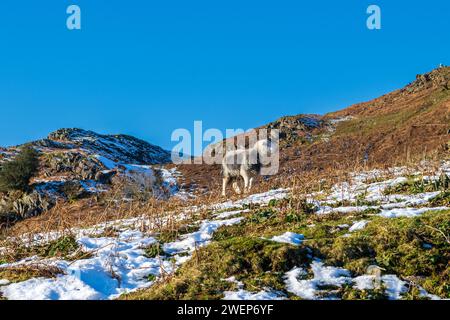 Schnee auf den Langdale Pikes vom Elterwater Village im Lake Disrict National Park Cumbria UK Stockfoto