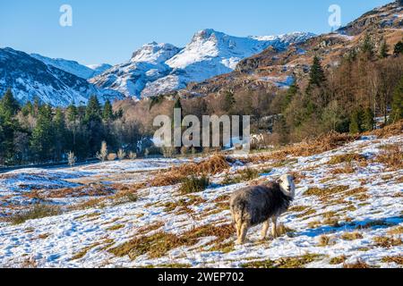 Schnee auf den Langdale Pikes vom Elterwater Village im Lake Disrict National Park Cumbria UK Stockfoto