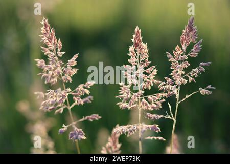 Nahaufnahme langer Gräser auf einer Heuwiese, beleuchtet von goldener Abendsonne Stockfoto