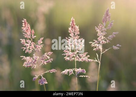 Nahaufnahme langer Gräser auf einer Heuwiese, beleuchtet von goldener Abendsonne Stockfoto