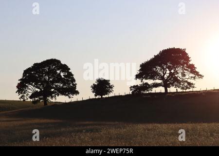 Eichen in einer ländlichen Heuwiese, in Silhouette in goldener Abendsonne Stockfoto