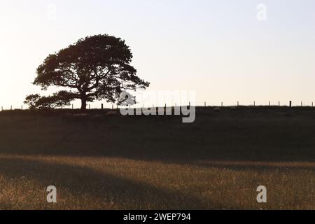 Einzelne Eiche in einer ländlichen Heuwiese, in Silhouette in goldener Abendsonne Stockfoto