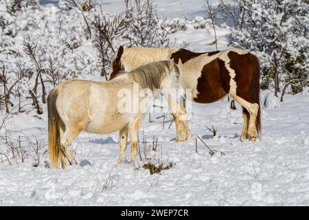 Drei Pferde stehen in einer verschneiten Landschaft, umgeben von Bäumen Stockfoto