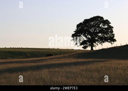 Einzelne Eiche in einer ländlichen Heuwiese, in Silhouette in goldener Abendsonne Stockfoto