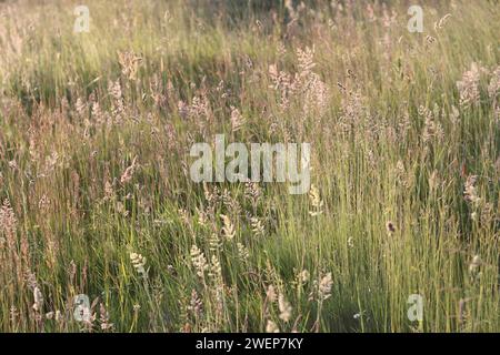 Lange Gräser auf einer Wiese im Sommer, in goldener Abendsonne Stockfoto