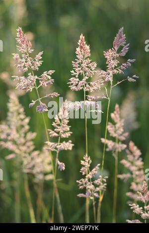 Nahaufnahme langer Gräser auf einer Heuwiese, beleuchtet von goldener Abendsonne Stockfoto