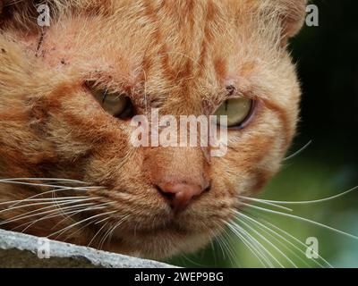 Nahaufnahme einer leuchtenden orangen Katze mit fesselnden grünen Augen, die neugierig über eine Wand blicken Stockfoto