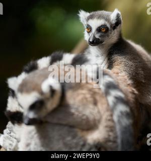 Ringschwanzlemur, Lemurcatta, die im Hintergrund sitzt und in Gefangenschaft in einem Zoo lebt Stockfoto