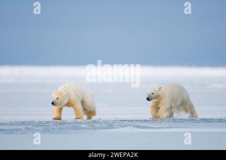 Eisbären, Ursus maritimus, Frühlingsjungen spielen auf dem sich neu bildenden Packeis entlang der arktischen Küste, dem Arctic National Wildlife Refuge, Alaska Stockfoto