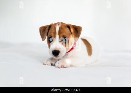 Kleiner süßer Jack Russel Terrier Welpe, der auf dem weißen Bett liegt Stockfoto