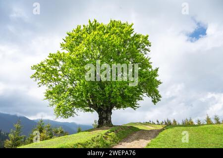 Große alte Buche mit saftig grünen Blättern in den Karpaten im Sommer. Landschaftsfotografie Stockfoto