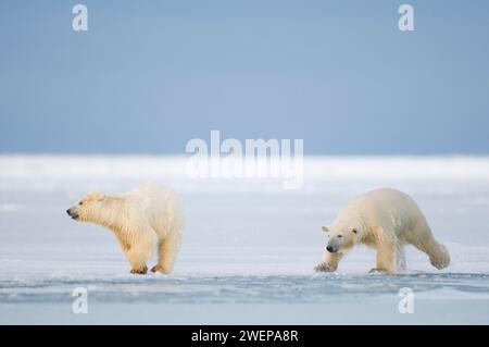 Eisbären, Ursus maritimus, Frühlingsjungen spielen auf dem sich neu bildenden Packeis entlang der arktischen Küste, dem Arctic National Wildlife Refuge, Alaska Stockfoto