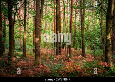 Wundervolle Herbstfarben in einem Park in der Nähe von Tunbridge Wells in Kent, England Stockfoto