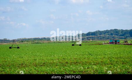 Landwirtschaftlicher Bereich, Kuba Stockfoto