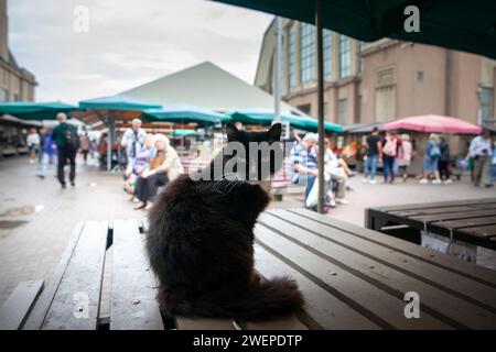 Bild einer schwarz-weißen flauschigen Katze, einer streunenden Katze, die auf dem Rigaer Zentralmarkt in Lettland steht. Stockfoto