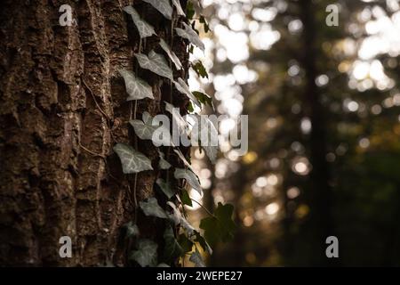 Bild von Hedera Helix Efeu auf einem Baum in Serbien. Hedera Helix, der Efeu, englischer Efeu, europäischer Efeu oder einfach Efeu, ist eine Art blühender Pflanze Stockfoto