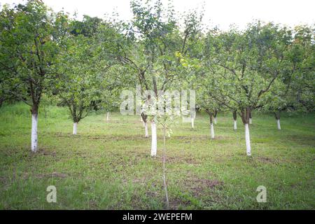 Bild eines Kirschbaums, aufgenommen in einem Garten, der Früchte produziert. Prunus cerasus (Sauerkirsche, Sauerkirsche oder Zwergkirsche) ist eine Art von Prunus in der Region Stockfoto